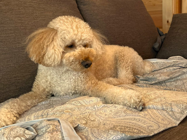 愛犬