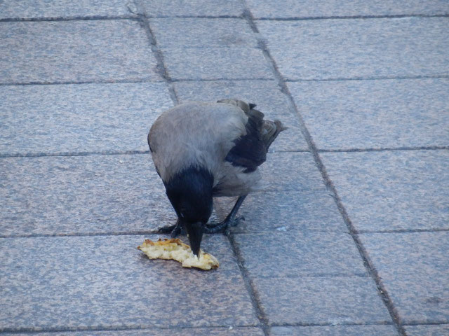 2トーンの北欧のカラスと戯れてみる