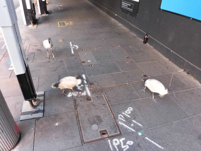 シドニー市街地でアイビス(日本で絶滅したトキの仲間)と遊ぶ