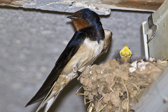 Wo Nutztiere sind, fühlen sich Rauchschwalben wohl. Denn sie ziehen Fliegen und Mücken an. Pro Brut zieht ein Schwlbenpaar 3 bis 5 Junge auf. Foto: NABU/Günter Lessenich