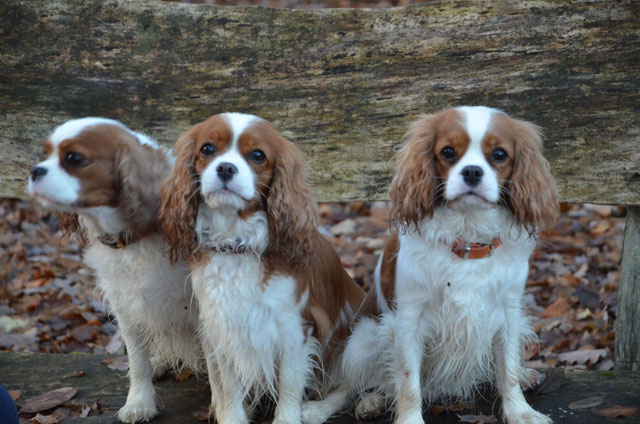 Cavalier King Charles Spaniel Zucht - Cavalier King Charles Spaniel