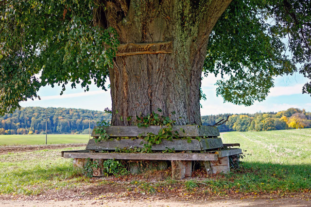Friedenslinde bei Kohlstetten Monumentale Eichen von Rainer Lippert