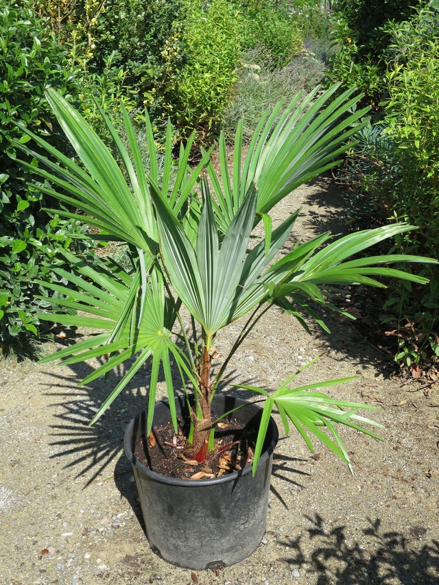 Trachycarpus wagnerianus x fortunei Freilandpalmen.ch