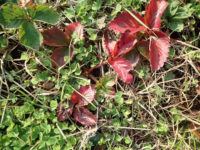 無農薬イチゴの自然栽培　固定種　農業体験首都圏　体験農場首都圏　野菜作り教室首都圏  さとやま農学校 無農薬栽培 種取り　　　