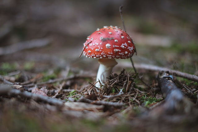 ©Unsplash/Jan Baborak