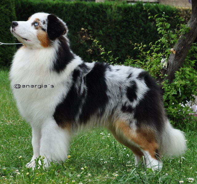 Farben des Australian Shepherd - www.energieaussies.de