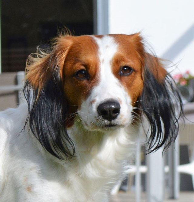 Unsere Hunde Kooiker Vom Vohlinschloss Homepage Nederlandse Kooikerhondje Zucht Illertissen Bayern Muscheid