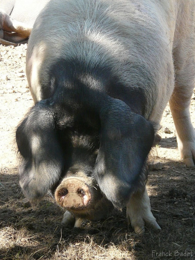 Porc pie noir du pays basque - Dictionnaire des animaux