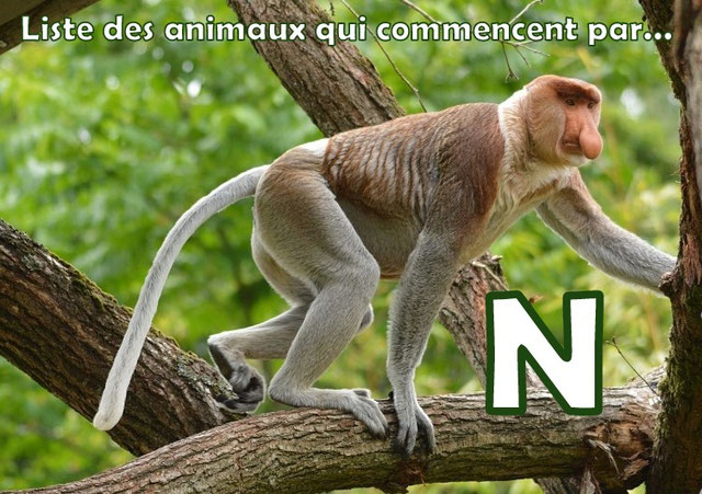 animaux qui commence par la lettre n