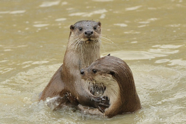Loutre D Europe Poids Taille Long vit Habitat Alimentation loutre-d-europe-poids-taille-long-vit-habitat-alimentation