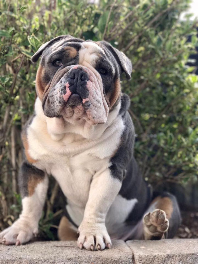 The new English Bulldog Truecolorbulls.de Bulldoggen NEBKC.ev