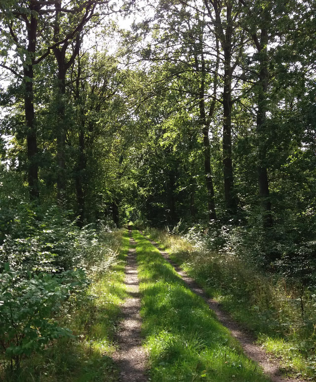 Farben Chakren Energie, Tierheilpraktikerin Birte Kommeroh, Schleswig Holstein