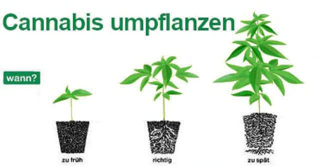 Cannabis Pflanzen umtopfen - Wie und wann umpflanzen? - Irierebel