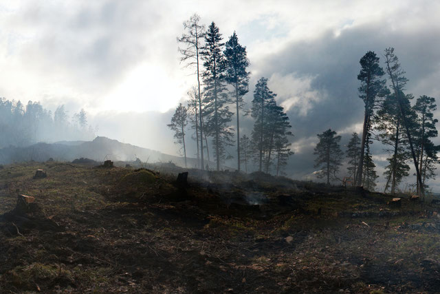 Durch Brand zerstörter Wald. Foto von Plato Terentev auf Pexels.