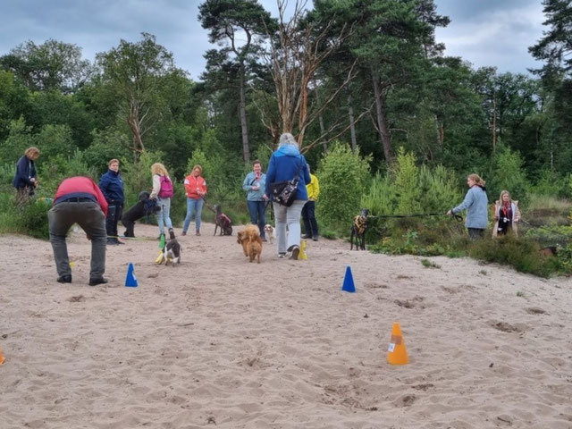 Deelnemers tijdens zomeravondwandeling met honden op de Vughtse Heide