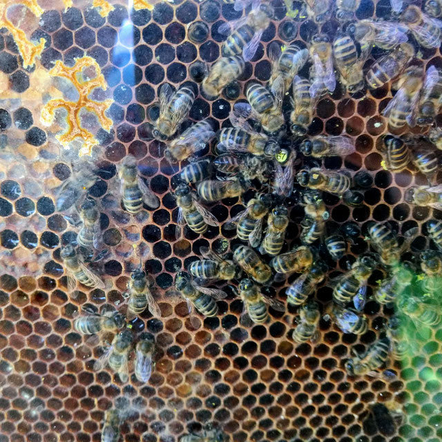 Hier tummelt sich die wunderschönere Bienenkönigin mit ihren fleißigen Arbeiterbienen.