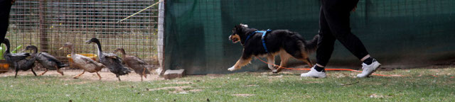 Fairy beim Probetraining an Enten