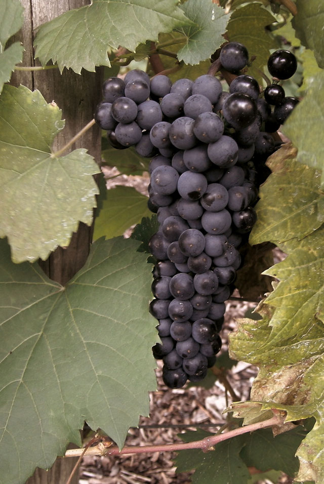 ÜBERSICHT REBSORTEN Spiezer Wein Die Alpen im Glas.