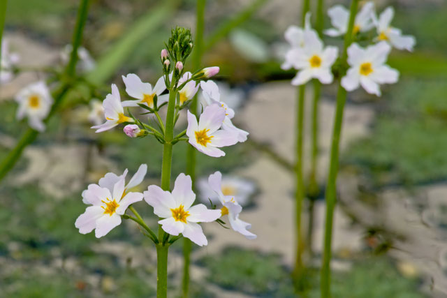 Bachblüte Nr. 34 Water Violet - Bachblütenberatung Andrea Ehn