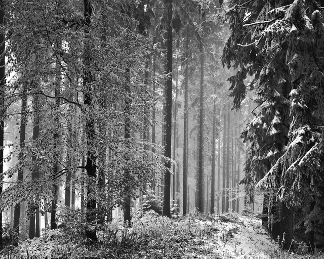 Oberegg,Wald