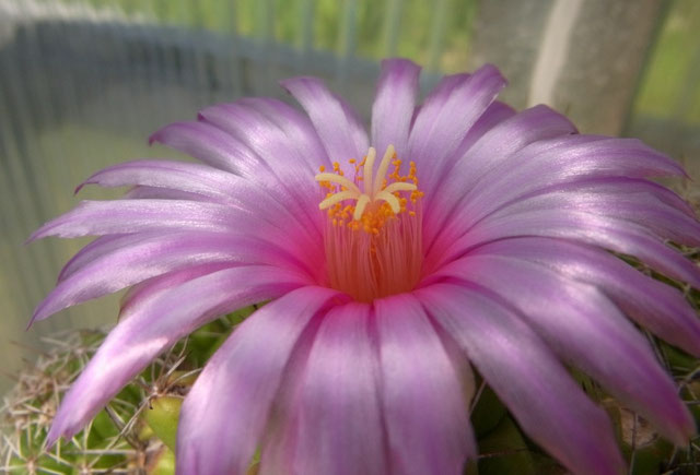 Thelocactus Kakteen, Kaktus, Samen kaufen, Pflanzen kaufen, Hilfe, Pflege