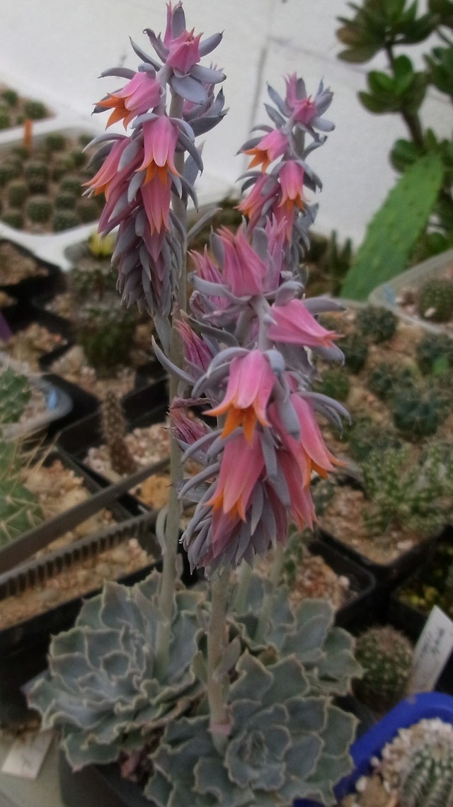 Alle Anderen Sukkulente Kakteen, Kaktus, Samen kaufen, Pflanzen