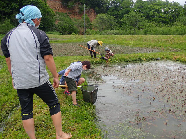 田んぼの生き物探し