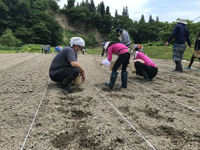 大豆の種まき