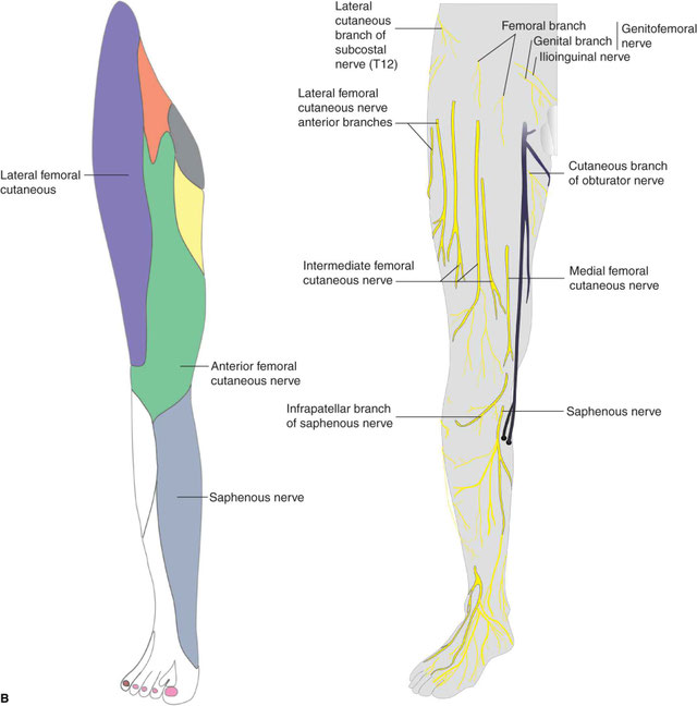 Femoral nerve