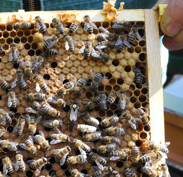 Die Königin im Kranz ihrer Ammenbienen, Bienenzuchtverein Merkstein, Bienen Merkstein, Bienen Aachen, Bienenverein Merkstein, Bienenverein Aachen, Biene, Bienen, Merkstein