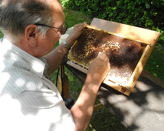 beim Umlarven, Bienenzuchtverein Merkstein, Bienen Merkstein, Bienen Aachen, Bienenverein Merkstein, Bienenverein Aachen, Biene, Bienen, Merkstein