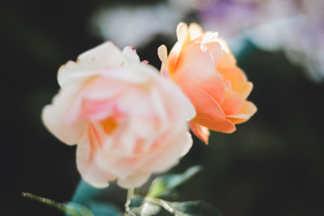 Rosengalerie - Historische Rosengärten