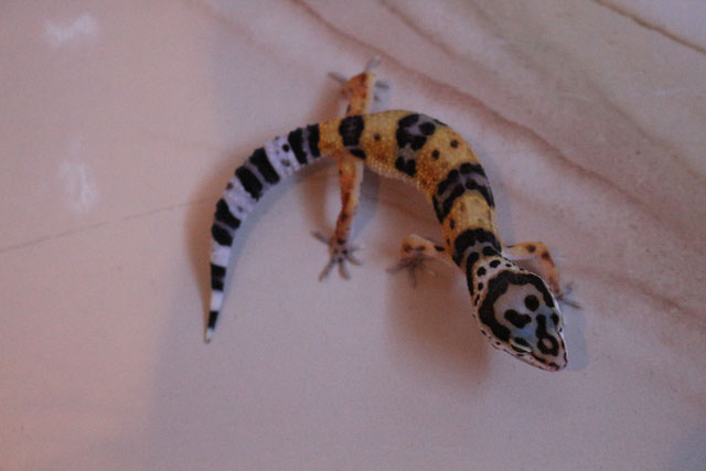 Leopardgeckos Abzugeben - TM-Leopardgeckos