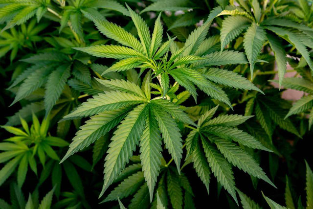 Planta de marihuana en fase de crecimiento de cultivo de interior