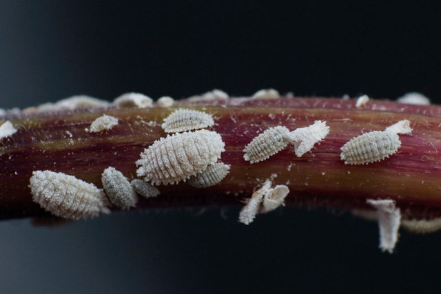 Cochinillas en distintos ciclos vitales en una rama de una planta de marihuana de un cultivo de exterior