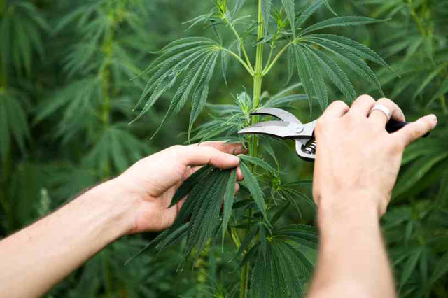 Defoliación intensiva de planta de marihuana de cultivo de interior