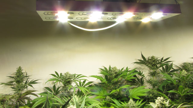 Cultivo de marihuana de interior con paneles PotencyLed