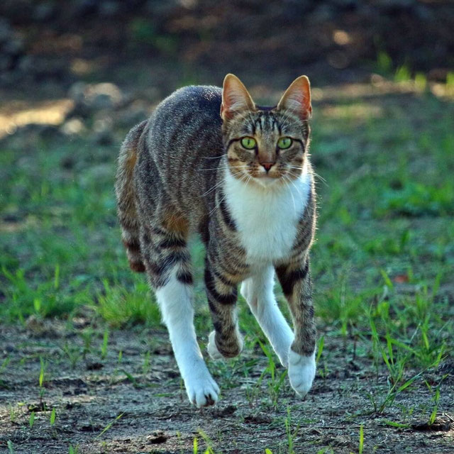 How To Stop Your Cat From Running Away RealCatTalks