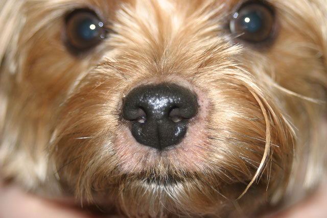 Yorkshire terrier atopique