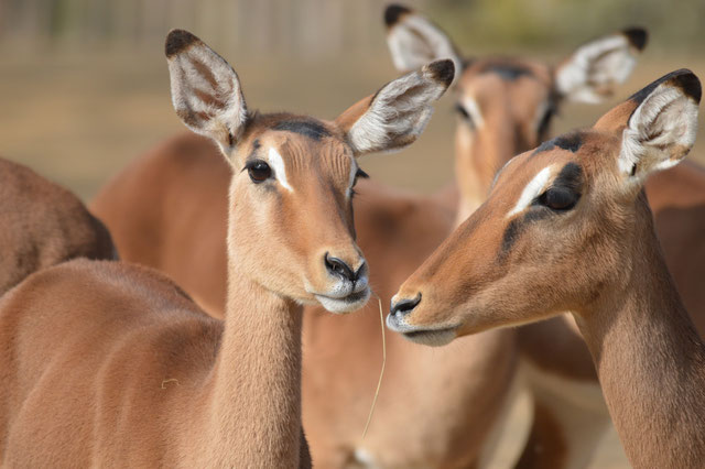 Impala Antilope