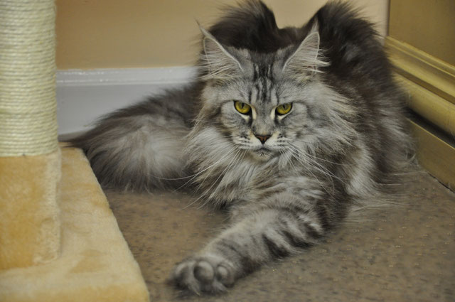 Mona Of EuroCoons Silver Classic Female Maine Coot Cat EuroCoons 