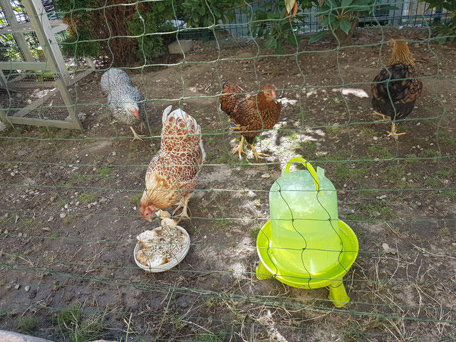 Meine Hühner im Garten