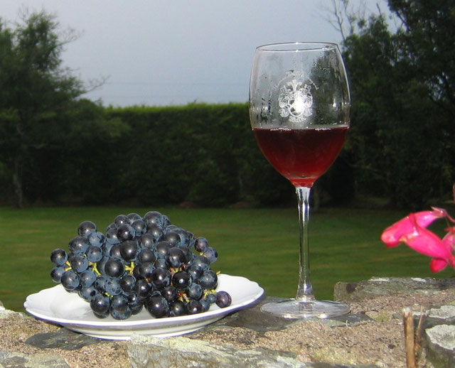 Weingut Irland Irischer Wein Thomas Walk Vineyard Irish Winery