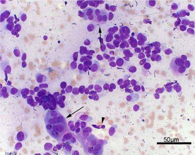 Retrospective Study of 33 Dogs Diagnosed with (OSA) by