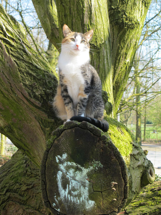 wat en hoe in het kats joost kopjes kattenoppas cat sitters amsterdam