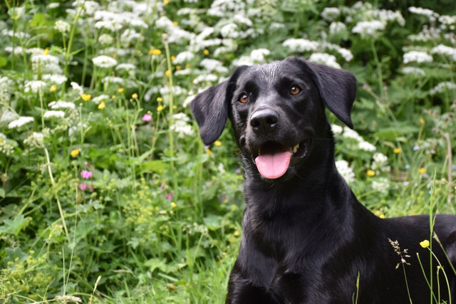 Labrador Retriever Welpen in Tirol - Labrador Retriever Welpen - Zucht