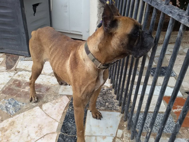 Ein Traum wurde wahr Hilfe mit Herz und Verstand