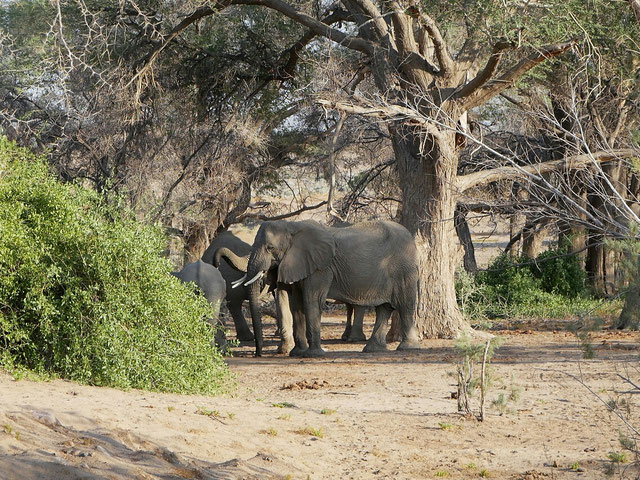 Elefanten zum Frühstück - Damaraland - Reiseblog mit Andrea + Rollo