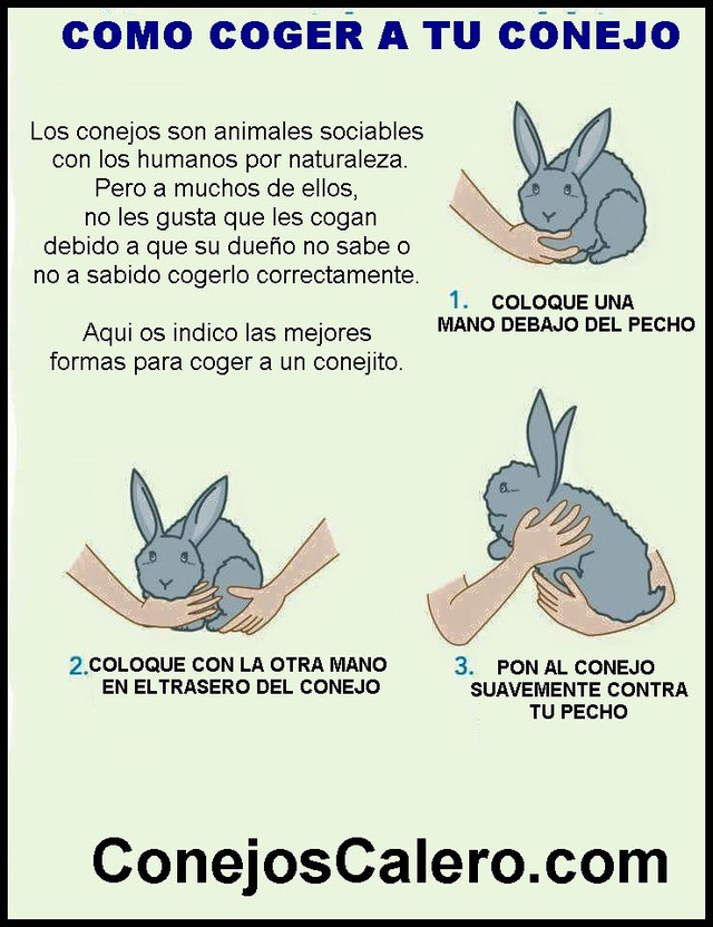 Como Hacer Para Que Mi Conejo No Muerda Los Cables