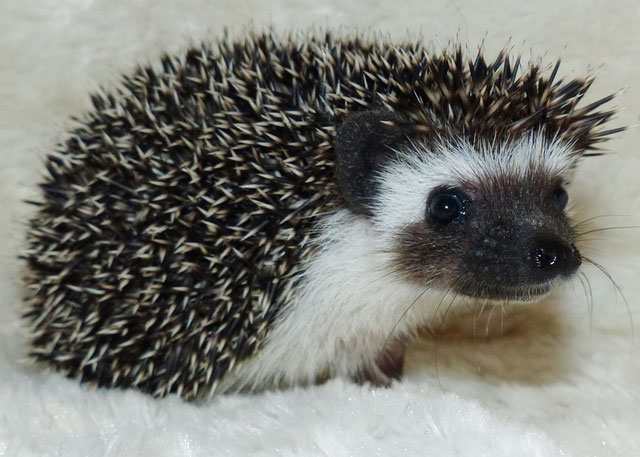 Meine Igelherren - Weissbauchigel Jena Züchter